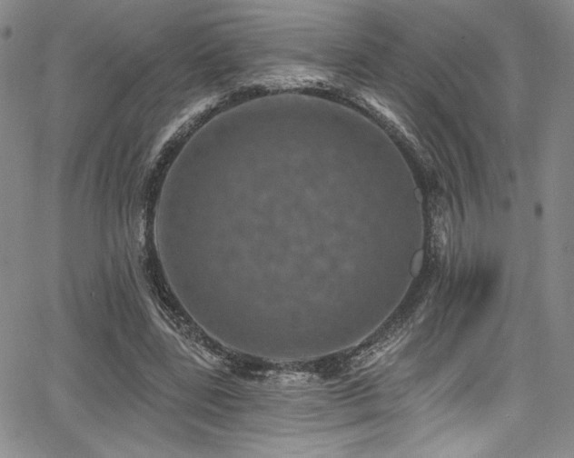 X0000068270539200604211113