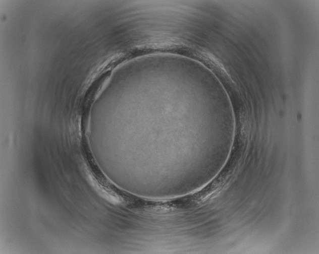 X0000068270542200604211113