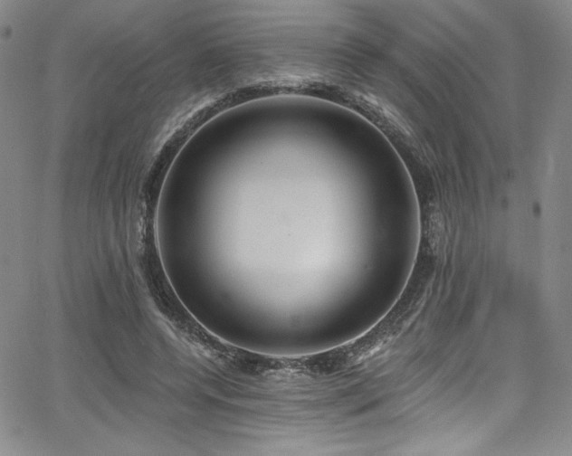 X0000068270544200604211113