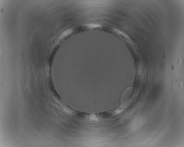 X0000068270565200604211113