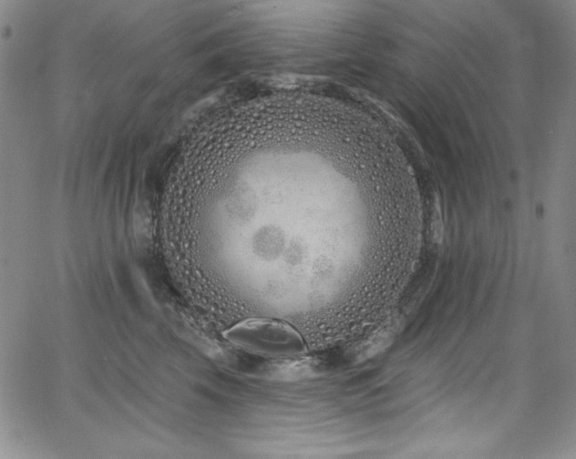 X0000068270569200604211113