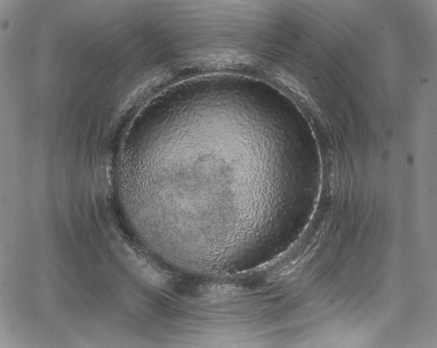 X0000068270590200604211112