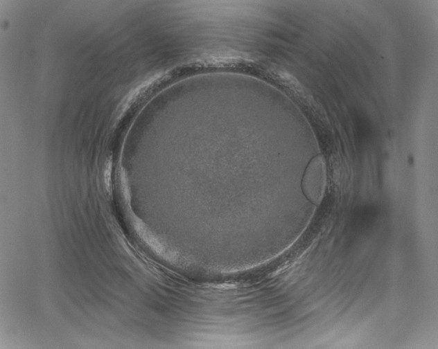 X0000068270640200604211111