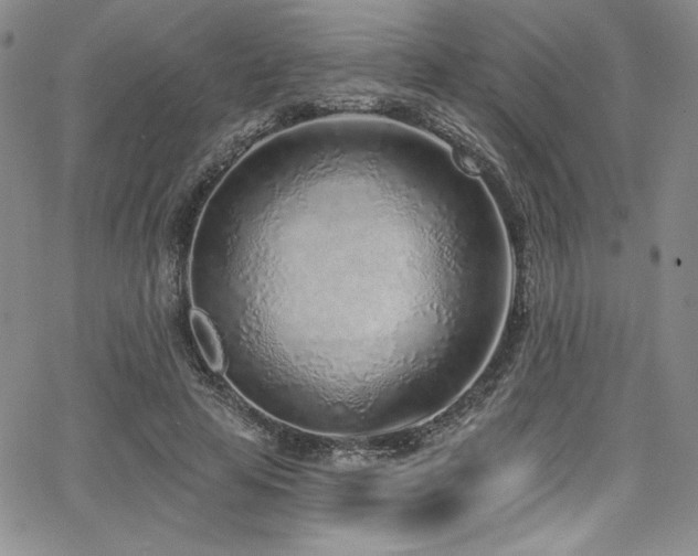 X0000068270641200604211111