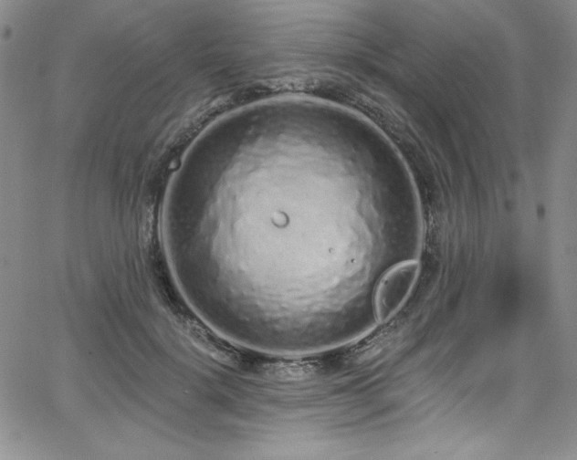 X0000068270652200604211111