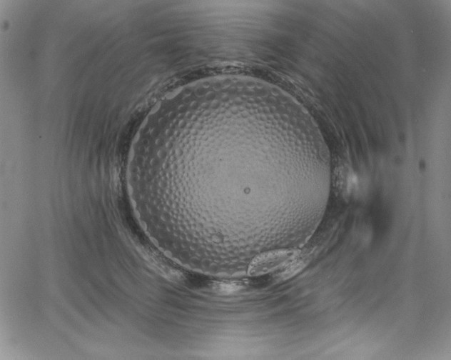 X0000068270662200604211111