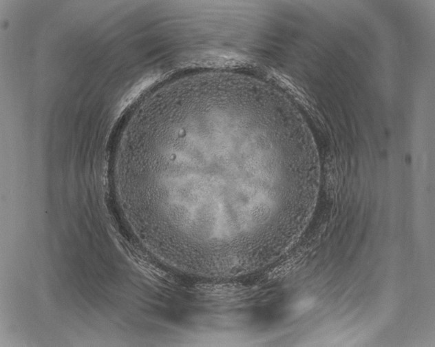 X0000068270679200604211111