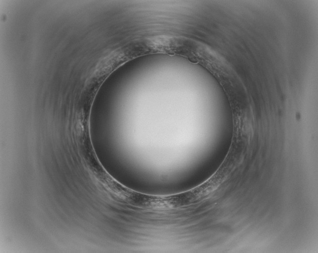 X0000068270702200604211110