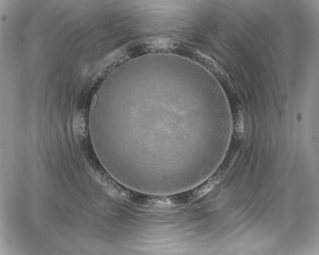 X0000068270715200604211110