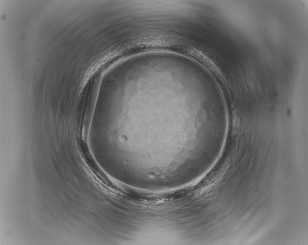 X0000068270725200604211109