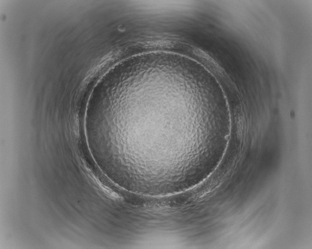 X0000068270729200604211109