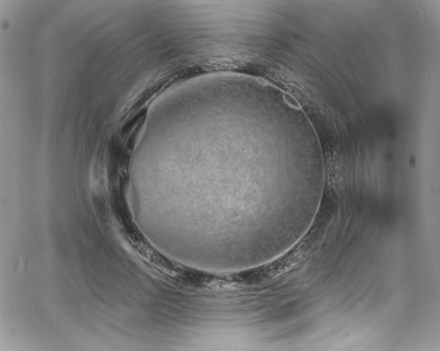 X0000068270742200604211110