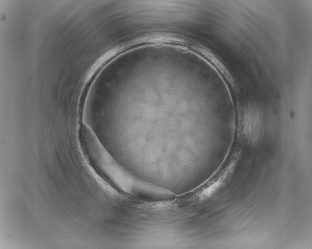 X0000068270853200604211108