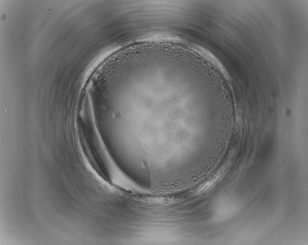 X0000068270855200604211108