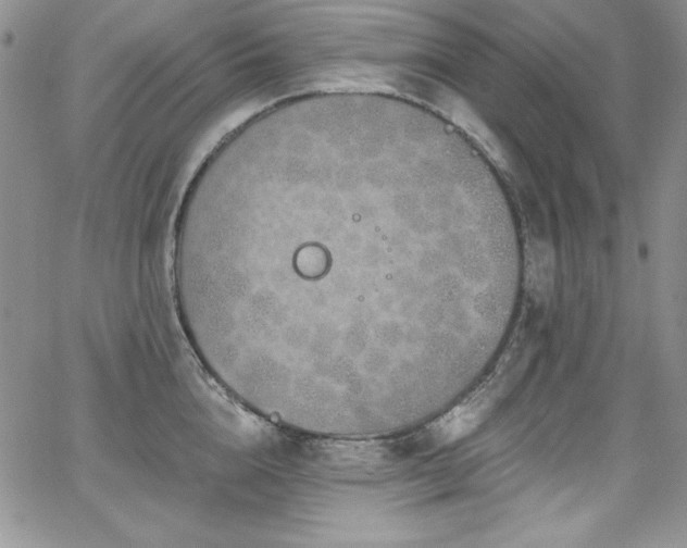 X0000068270856200604211108