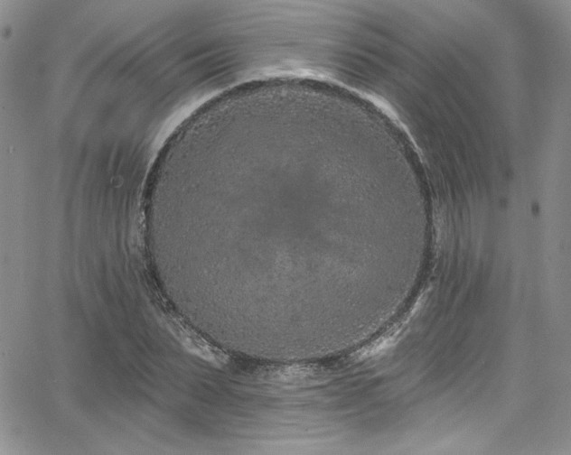 X0000068270879200604211107