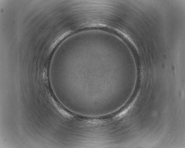 X0000068270881200604211107