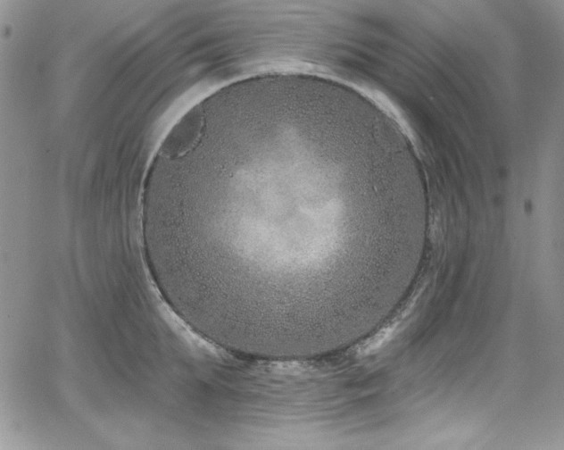 X0000068270903200604211107