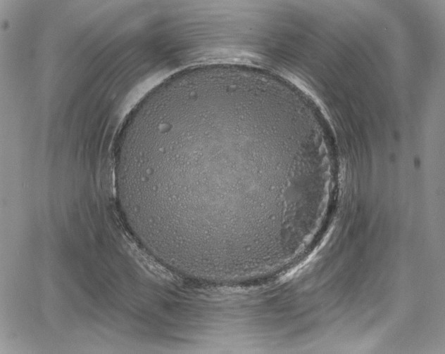 X0000068270925200604211106