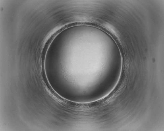 X0000068270935200604211106