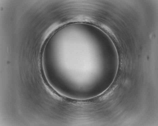 X0000068270942200604211107