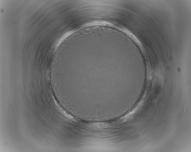 X0000068270953200604211107