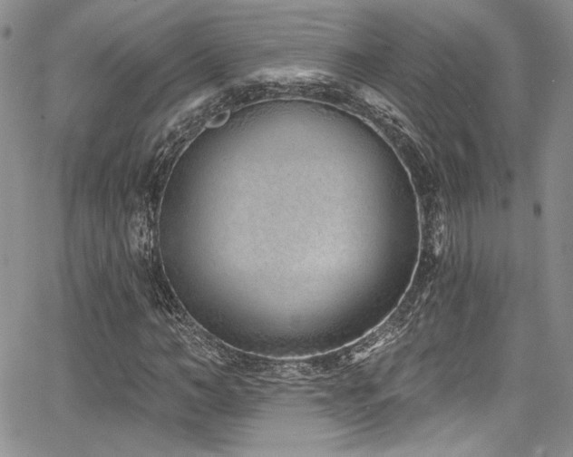 X0000068270966200604211106