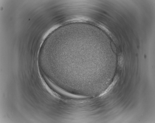 X0000068271034200604211105