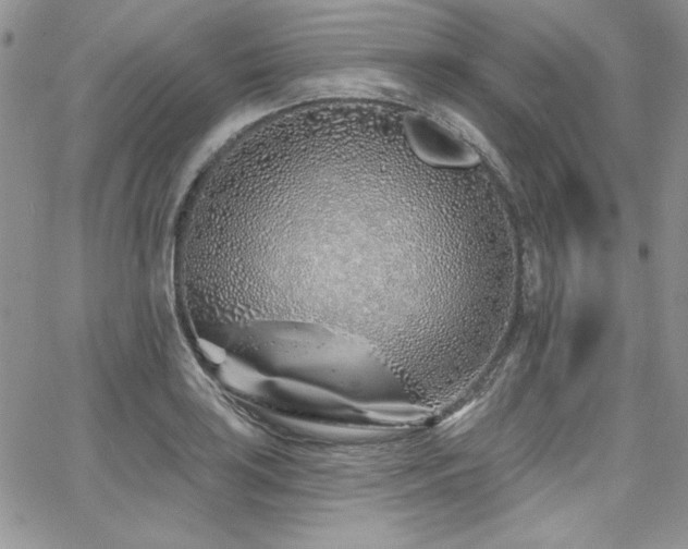 X0000068271035200604211105