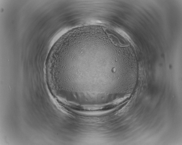 X0000068271047200604211105