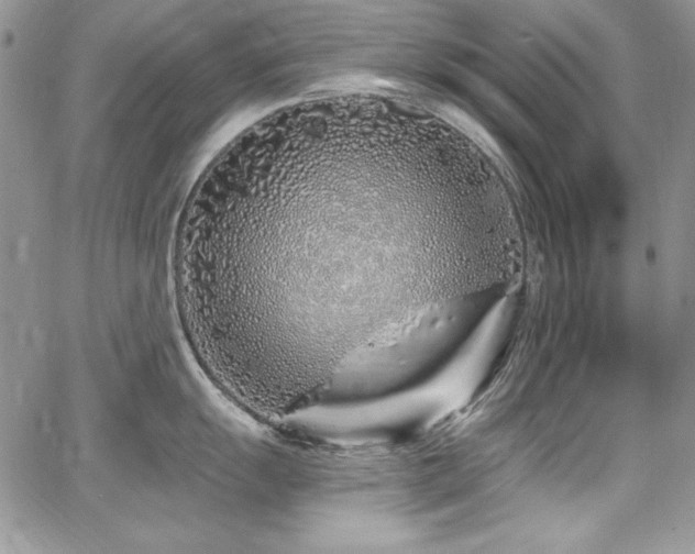 X0000068271055200604211105