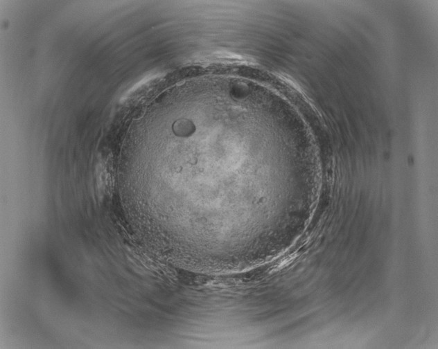 X0000068271063200604211104