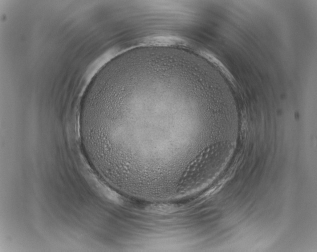 X0000068271083200604211104