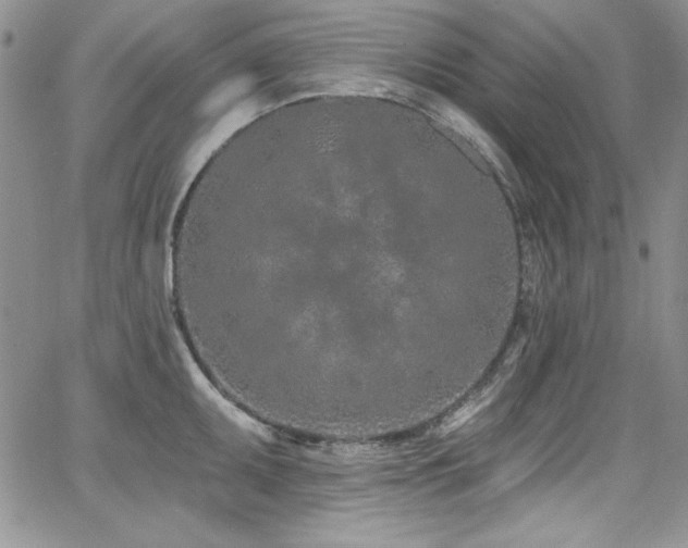 X0000068271095200604211104