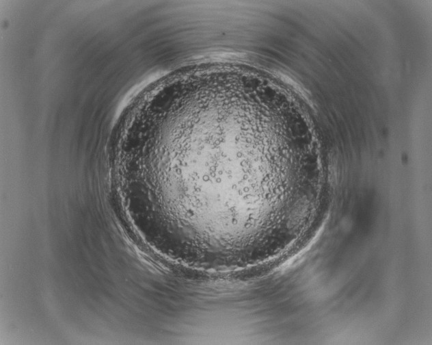 X0000068271117200604211103