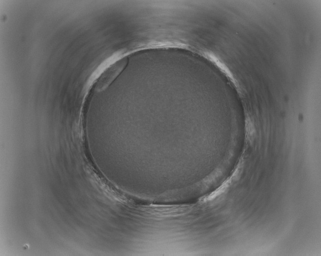 X0000068271173200604211102