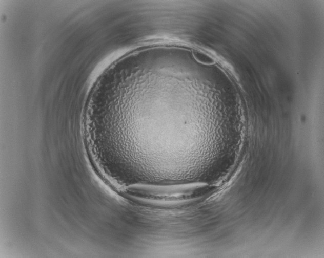 X0000068271239200604211102