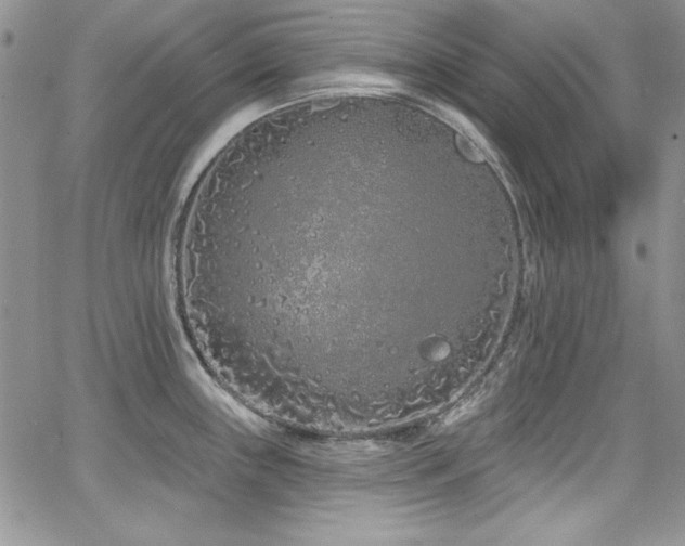 X0000068271243200604211102