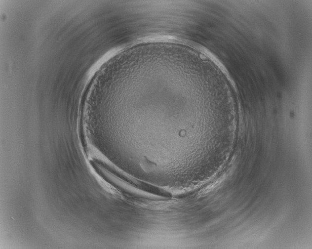 X0000068271245200604211102