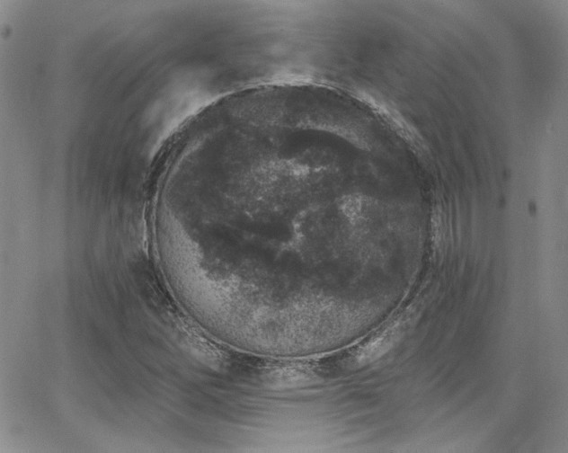 X0000068271262200604211101