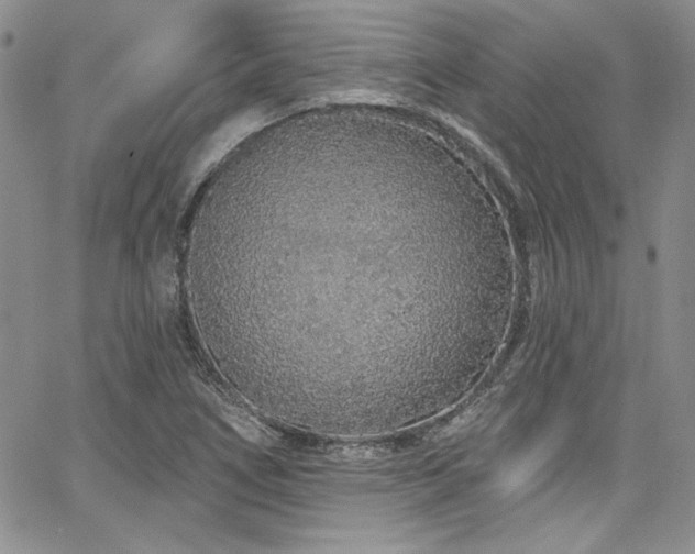 X0000068271266200604211101