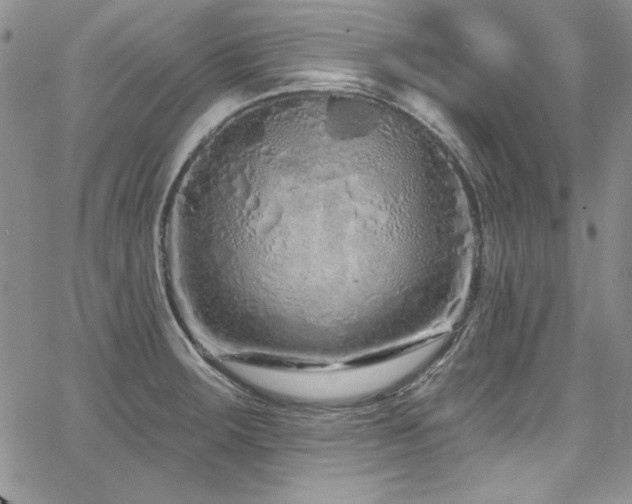 X0000068271283200604211101