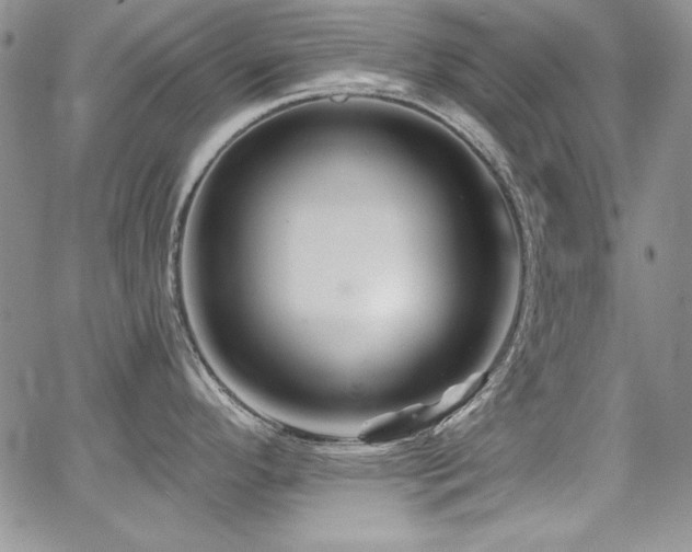 X0000068271296200604211100