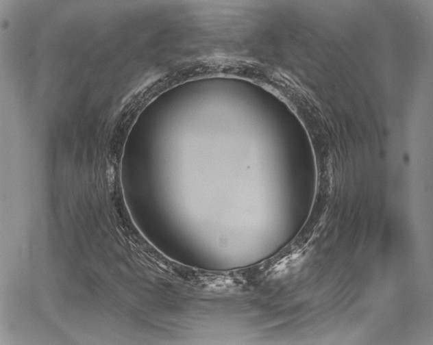 X0000068271302200604211100