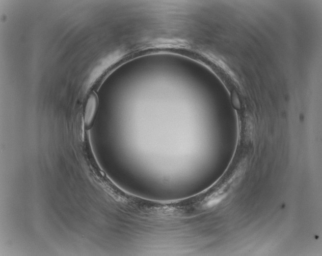 X0000068271317200604211100