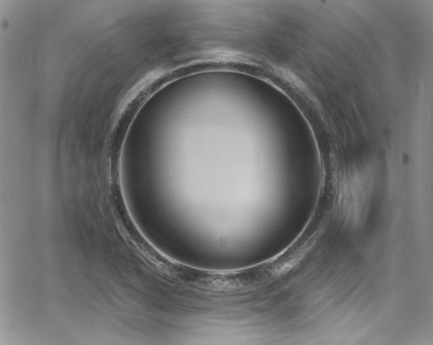 X0000068271318200604211100