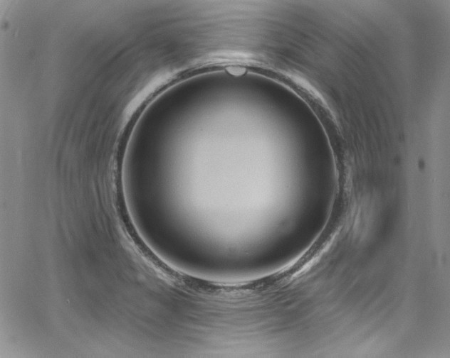 X0000068271325200604211100