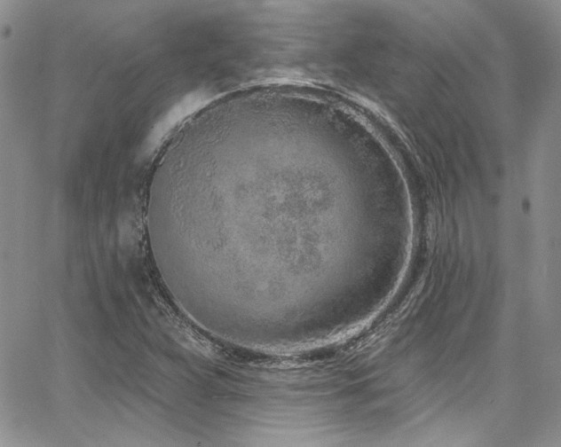 X0000068271359200604211059