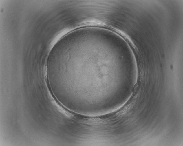 X0000068271383200604211059