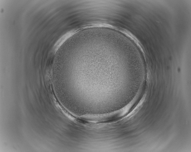 X0000068271385200604211059